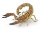 Papo Wild Life Scorpion 50209 