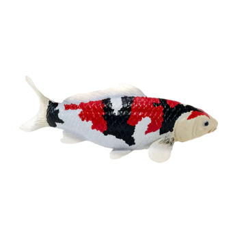 Mojo Farmland Carpe Koï - Showa Sanshoku Koi (tricolore) 381103
