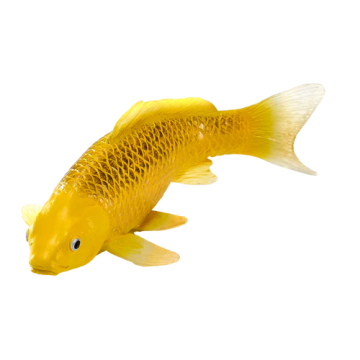 Mojo Farmland Carpe Koi - Kin Matsuba Koi (couleur or) 381105