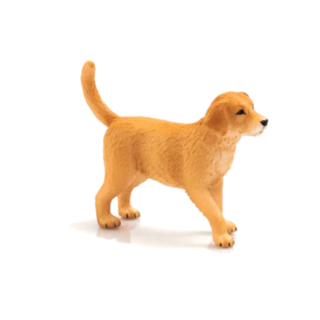 Mojo Farmland Chiot Golden Retriever 387205