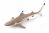 Papo Wild Life Requin à pointes noires 56034