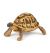 Papo Wild Life Schildpad 50264