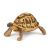 Papo Wild Life tortue d'hermann 50264