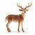 Schleich Wildlife 14818 cerf de Virginie